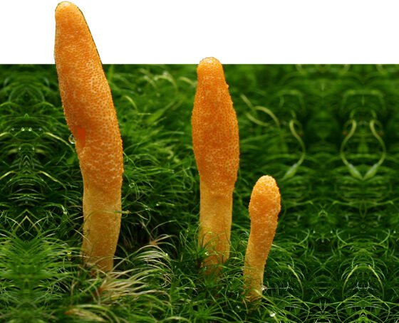 Cordyceps – the most healing parasite in the world